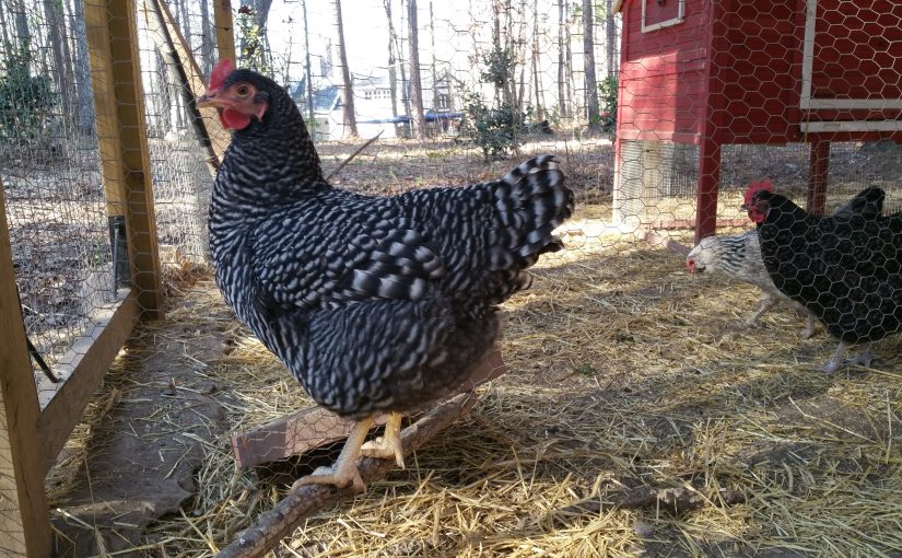 Chicken-Keeping Adventures